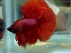 Imported Betta Fish