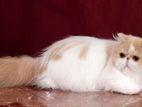 Imported Cfa Certified Female Cat
