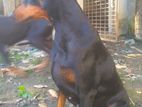 Imported Female Doberman 11 months