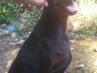 Imported Female Doberman 11 months