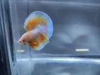 Imported Halfmoon Betta