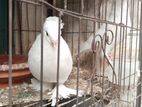 ইন্ডিয়ান বোম্বে কবুতর রানিং পেয়ার একজোড়া বিক্রি হবে