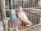 ইন্ডিয়ান বোম্বে কবুতর রানিং পেয়ার