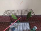 bird for sell