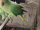 ইন্ডিয়ান চন্দন টিয়া পাখি