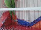 Birds for sell