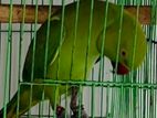 ইন্ডিয়ান রিংনেক