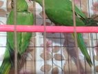 ইন্ডিয়ান রিংনেট টিয়া