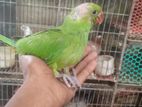 ইন্ডিয়ান রিংনেটের বাচ্চা