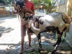 ইন্ডিয়ান তোতাপুরি ফিমেল
