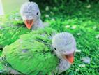 India ringnake parrot baby