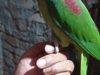 Indian Alexander parrot female