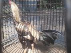 Indian Aseel Roosters