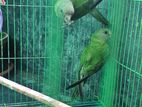 Indian Birds