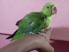 indian green ringneck parrot baby