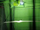 Indian parrot