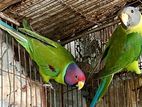 Indian Parrot Pair