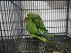 Indian Parrott