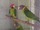 Indian plum-headed parakeet (3 piece).