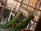 Indian Ring Neck