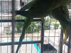 Indian Ring Neck