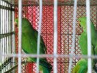 indian ring neck green parrot jora