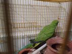 Indian Ring Neck Parrot For Sale