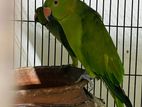 Indian Ring Neck Parrot