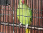Indian Ring Nek Tia 1