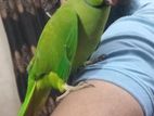 Indian Ringnake parrot