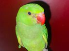indian ringneck baby FOR SELL