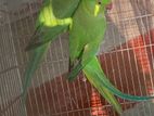 indian ringneck baby pair for sale