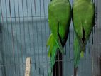 Indian Ringneck breeding pair