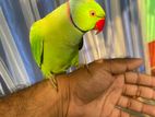 Indian Ringneck parrot.