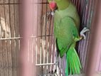 Indian ringneck