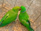 Indian ringneck