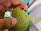 indian ringneck