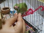 Indian Ringneck