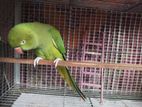 Indian Ringneck