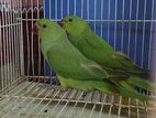 Indian Ringneck