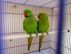 Indian Ringneck