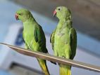 Indian ringneck