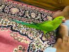 Indian ringneck