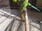 Indian Ringneck