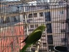 Indian Ringneck