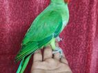 Indian Ringneck