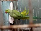 Indian Ringneck