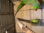 Indian Ringneck Parrot