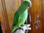 Indian ringneck