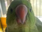 Indian Ringneck